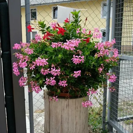 Timjana Бохинь